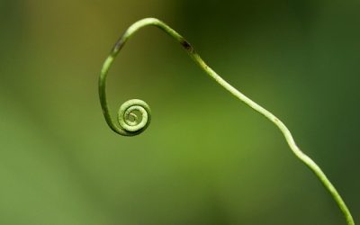 Through the Vine